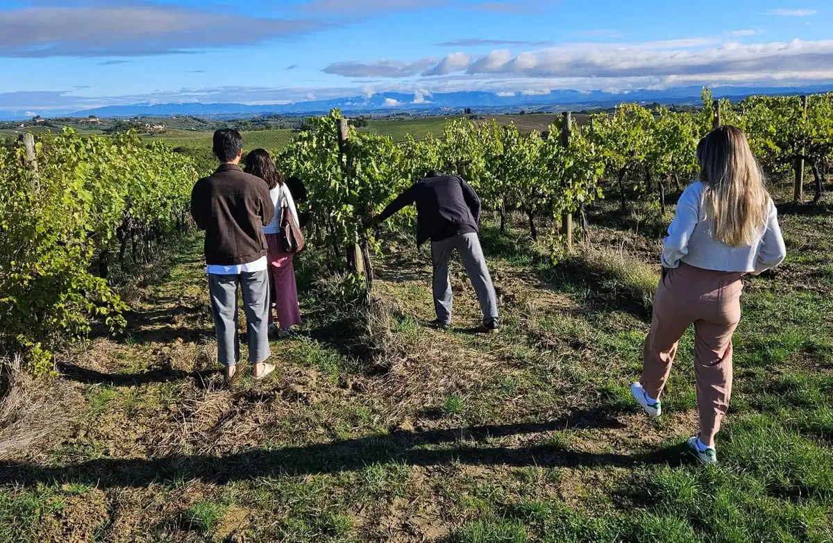 Vino Nobile di Montepulciano Wine Tour + Tasting